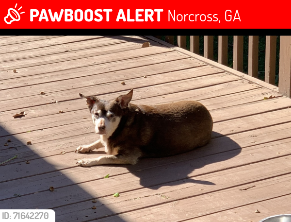 Lost Female Dog last seen Arcadia & Evangeline , Norcross, GA 30093