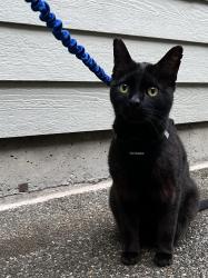 Lost Male Cat last seen 122nd and 7th Ave NW, Seattle, WA 98117