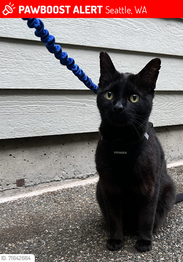 Lost Male Cat last seen 122nd and 7th Ave NW, Seattle, WA 98117
