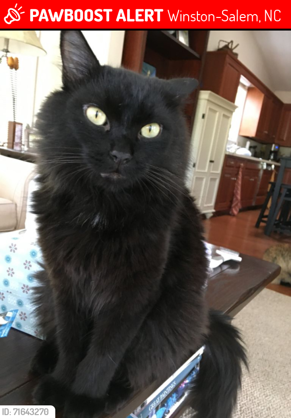 Lost Male Cat last seen Haywood St and 10th St, Winston-Salem, NC 27105