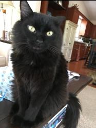 Lost Male Cat last seen Haywood St and 10th St, Winston-Salem, NC 27105