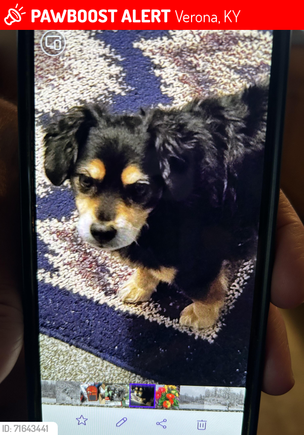 Lost Male Dog last seen Mars Rd, Verona, KY 41092