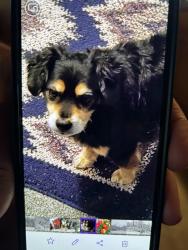 Lost Male Dog last seen Mars Rd, Verona, KY 41092