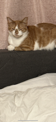 Lost Male Cat last seen 7-11 gas station, Fort Mill, SC 29715