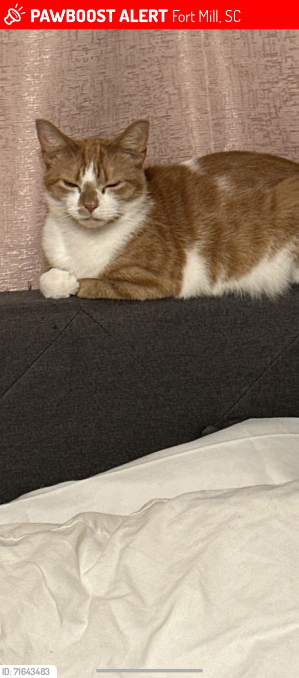 Lost Male Cat last seen 7-11 gas station, Fort Mill, SC 29715
