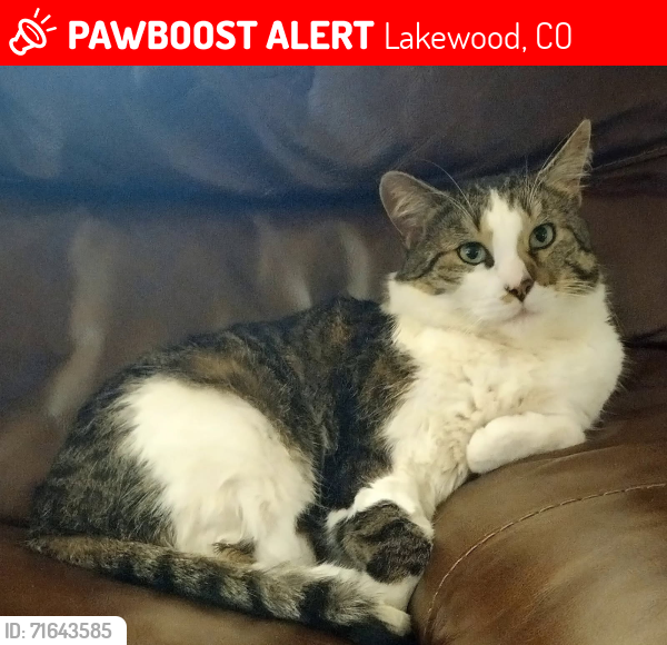 Lost Male Cat last seen Sheridan and Mississippi, Lakewood, CO 80226