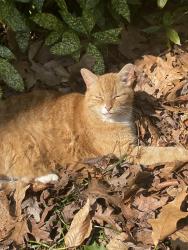 Lost Male Cat last seen Chippenham and Huguenot , Richmond, VA 23235