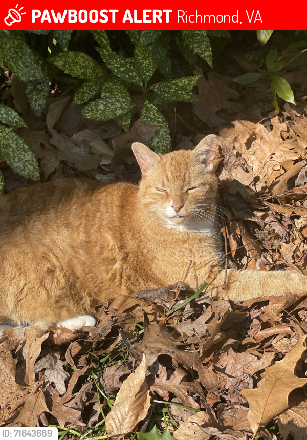 Lost Male Cat last seen Chippenham and Huguenot , Richmond, VA 23235