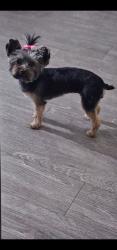 Lost Female Dog last seen Decatur Road, Fort Wayne, IN 46816