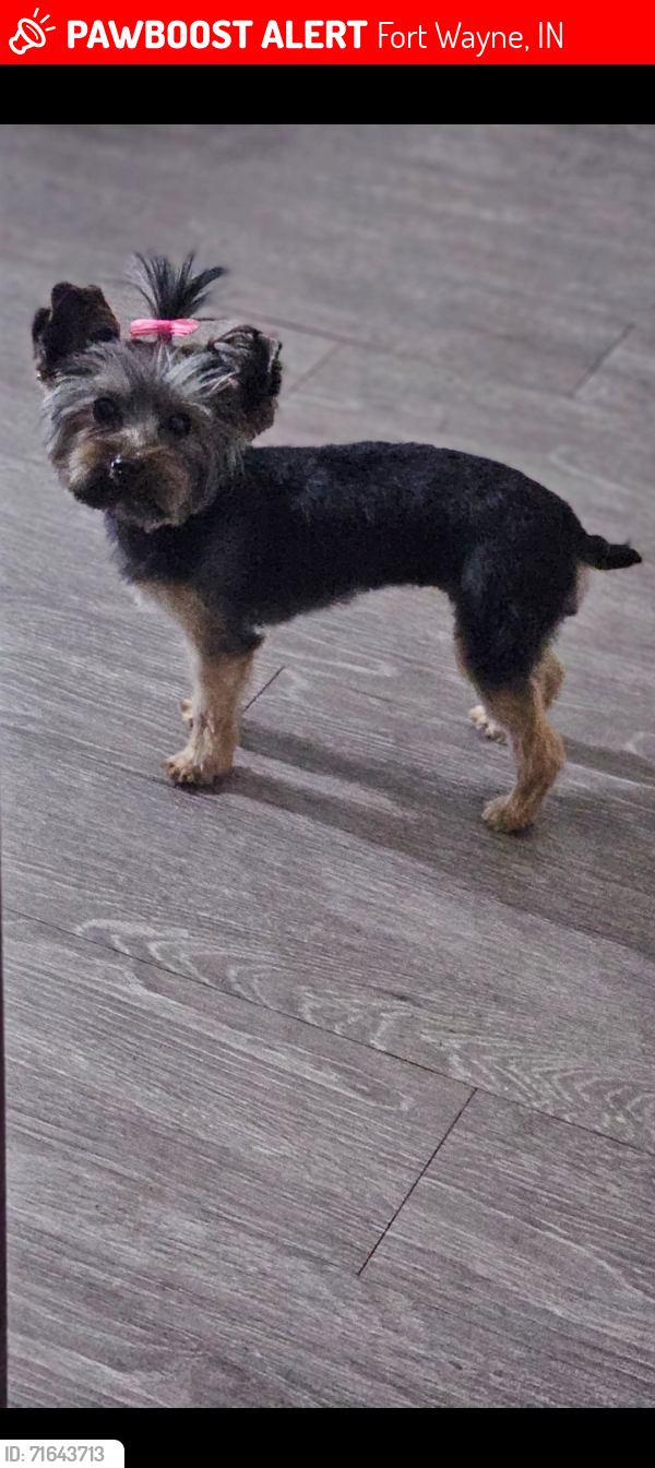 Lost Female Dog last seen Decatur Road, Fort Wayne, IN 46816