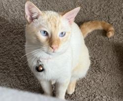 Lost Male Cat last seen Pinnacle Oak/Ben Rd, Sachse, TX 75048