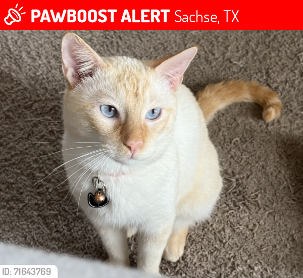Lost Male Cat last seen Pinnacle Oak/Ben Rd, Sachse, TX 75048