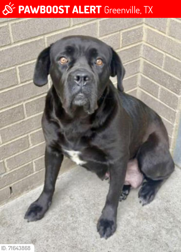 Lost Female Dog last seen Near FM 3427 Greenville, TX 75401, Celeste, TX 75423