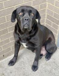 Lost Female Dog last seen Near FM 3427 Greenville, TX 75401, Celeste, TX 75423