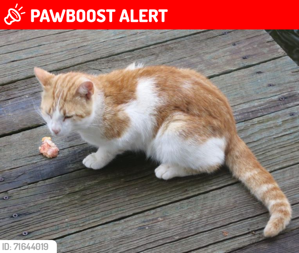Lost Male Cat last seen Mittlestedt Rd at Stuebner-Airline, Champion Forest, TX 77069