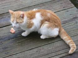 Lost Male Cat last seen Mittlestedt Rd at Stuebner-Airline, Champion Forest, TX 77069