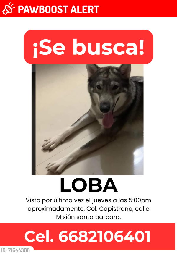 Lost Female Dog last seen Entre landa y misión dolores, Culiacán Rosales, Sin. 80194