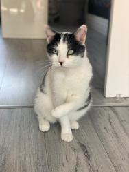 Lost Male Cat last seen Park way st austell, St Austell, England PL25