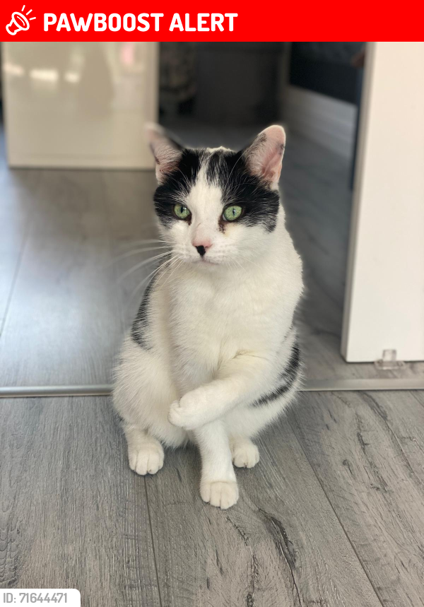 Lost Male Cat last seen Park way st austell, St Austell, England PL25
