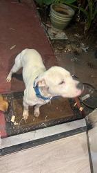 Lost Male Dog last seen Kieth harrow  and fm 529, Harris County, TX 77041