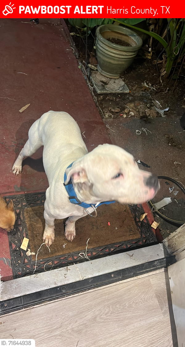 Lost Male Dog last seen Kieth harrow  and fm 529, Harris County, TX 77041