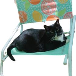 Lost Female Cat last seen Stuyvesant Ave & Willoughby Ave, Brooklyn, NY 11206
