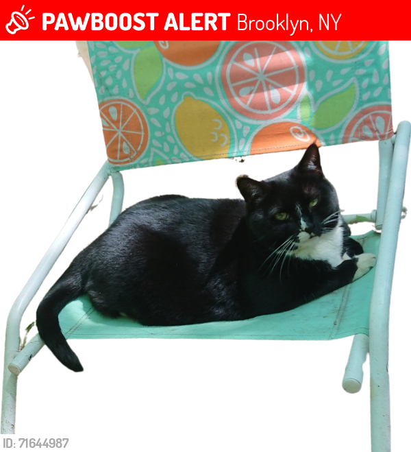 Lost Female Cat last seen Stuyvesant Ave & Willoughby Ave, Brooklyn, NY 11206