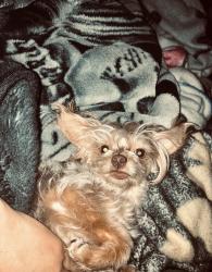 Lost Female Dog last seen Unser and paseo del valcon, Rio Rancho, NM 87144