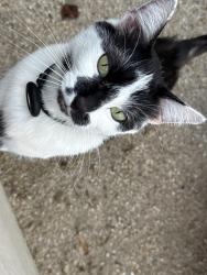 Lost Female Cat last seen Allan St and Sheffield Ave, Los Angeles, CA 90032