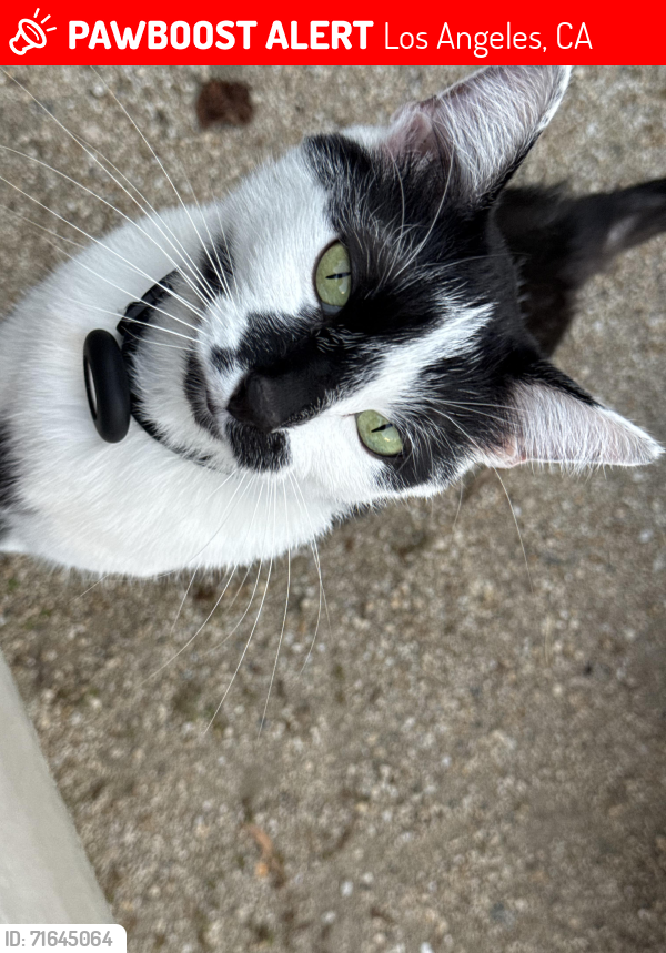 Lost Female Cat last seen Allan St and Sheffield Ave, Los Angeles, CA 90032