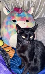 Lost Male Cat last seen Leland Way, Concord, CA 94520