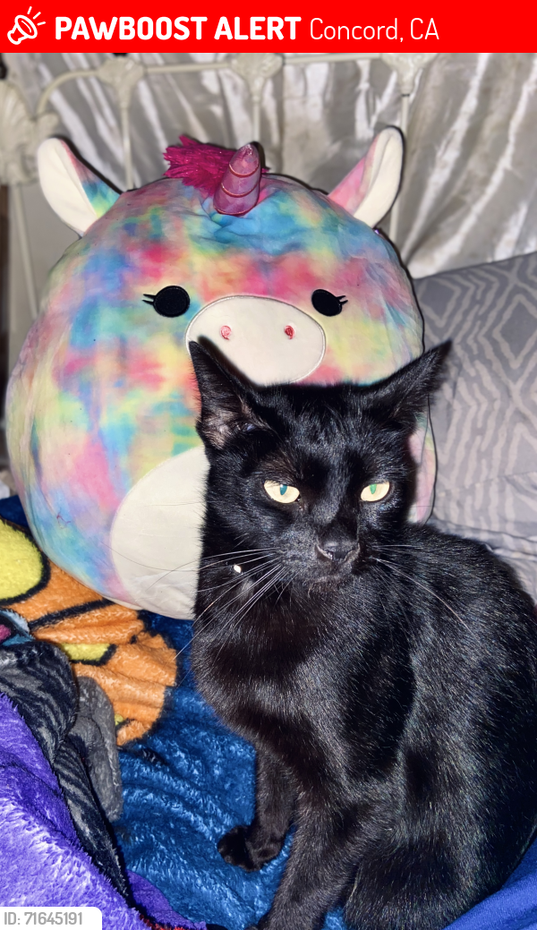 Lost Male Cat last seen Leland Way, Concord, CA 94520