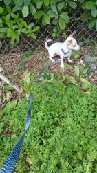 Lost Male Dog last seen 63st 18ave, Hialeah, FL 33016