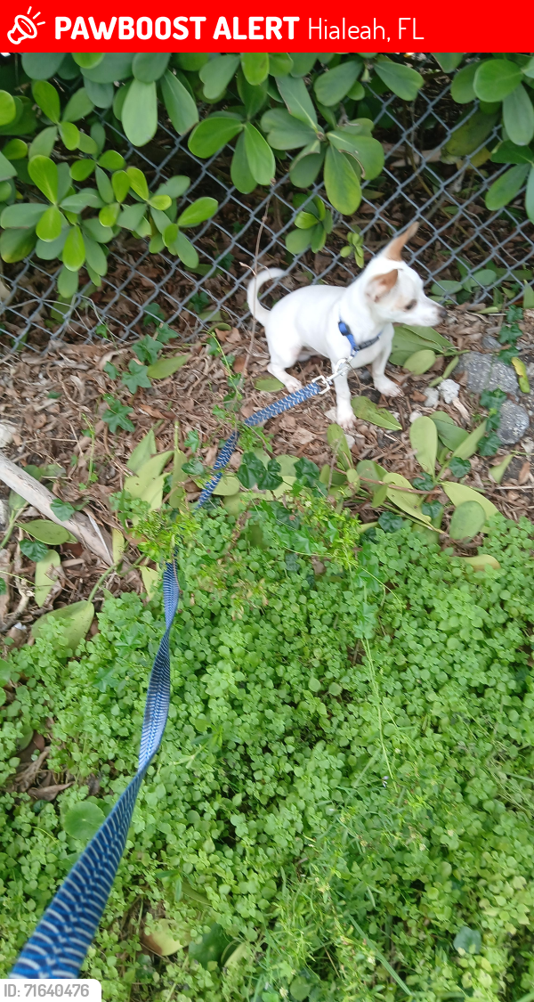 Lost Male Dog last seen 63st 18ave, Hialeah, FL 33016