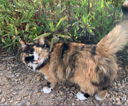 Lost Female Cat last seen Brown between Val Vista and Lindsay, Mesa, AZ 85213