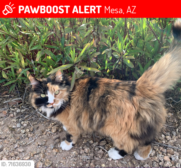 Lost Female Cat last seen Brown between Val Vista and Lindsay, Mesa, AZ 85213