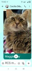 Lost Female Cat last seen Huebner Rd, San Antonio, TX 78230