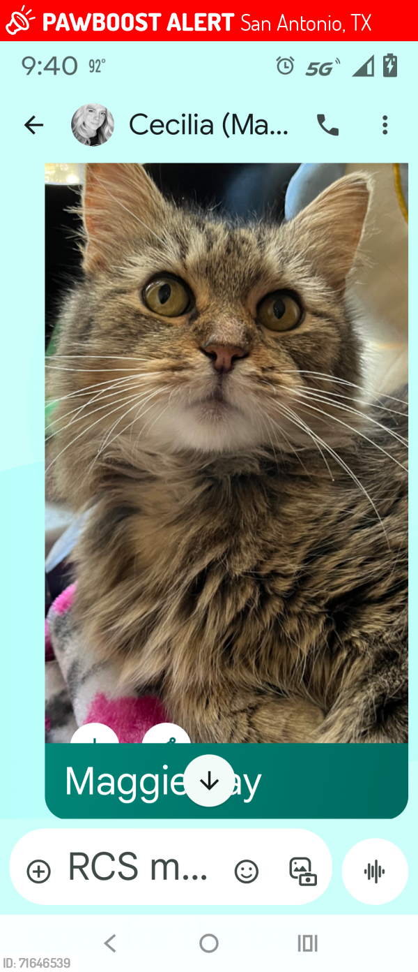 Lost Female Cat last seen Huebner Rd, San Antonio, TX 78230