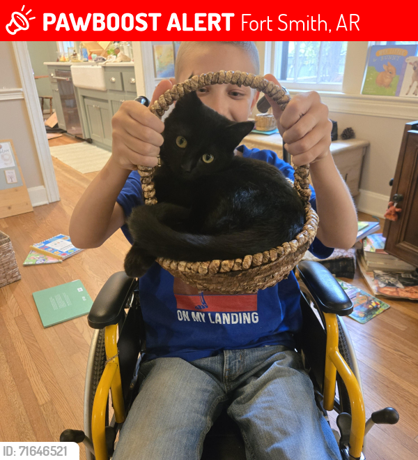 Lost Female Cat last seen Sweet Ave and Presley, Fort Smith, AR 72901