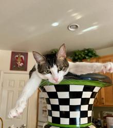 Lost Female Cat last seen Top of Silva rd.   Near Broadoaks, Blossom Valley, CA 92021