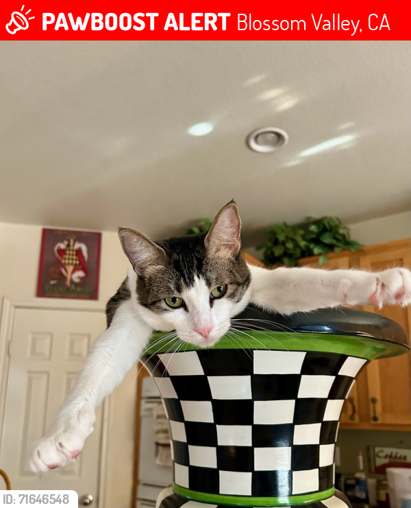 Lost Female Cat last seen Top of Silva rd.   Near Broadoaks, Blossom Valley, CA 92021