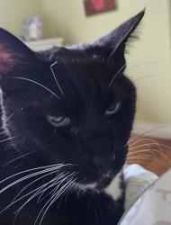 Lost Female Cat last seen Governor  and stadium, San Diego, CA 92122