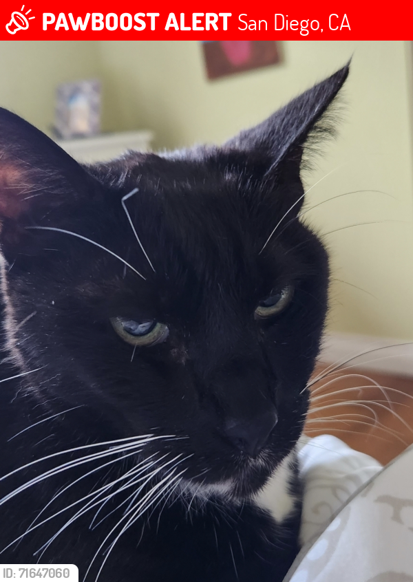 Lost Female Cat last seen Governor  and stadium, San Diego, CA 92122