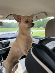 Lost Male Dog last seen Boonville Main St /Walmart, Boonville, MO 65233