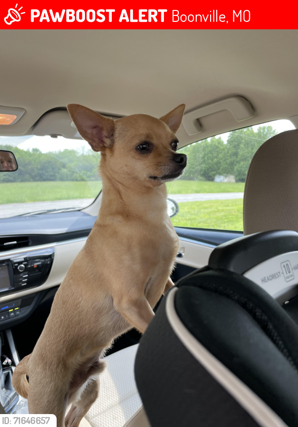 Lost Male Dog last seen Boonville Main St /Walmart, Boonville, MO 65233