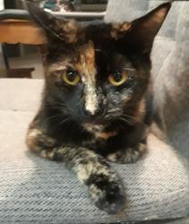 Lost Female Cat last seen Hauglum & compton, Boring, OR 97009
