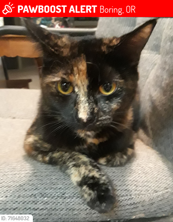 Lost Female Cat last seen Hauglum & compton, Boring, OR 97009