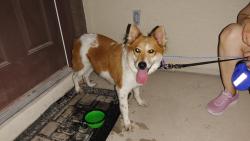 Reunited Female Dog last seen Near Moapa Water st, Las Vegas, NV 89131, Las Vegas, NV 89131