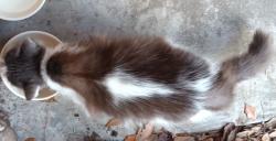 Lost Female Cat last seen Bobby Street, Pearland TX 77581, Pearland, TX 77581