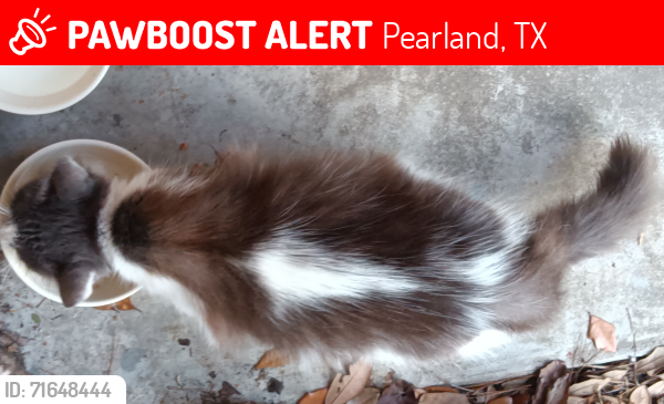 Lost Female Cat last seen Bobby Street, Pearland TX 77581, Pearland, TX 77581